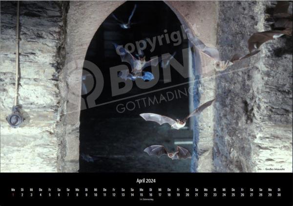 Fledermauskalender für 2023 - April